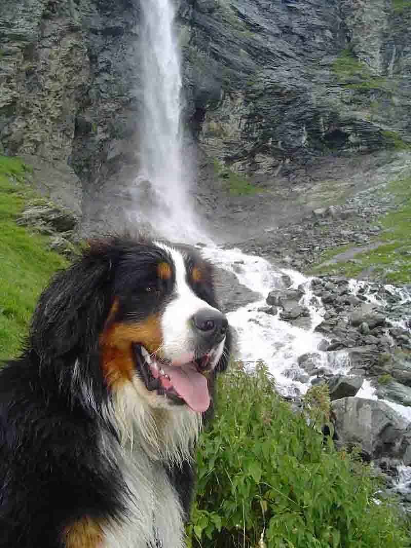 Uffy Du sanctuaire des loups