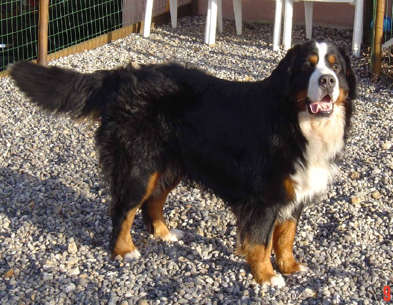 Ussar Du sanctuaire des loups