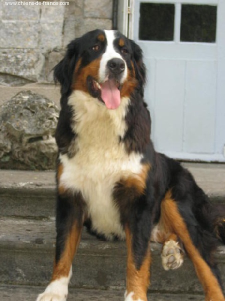 Vanille Du sanctuaire des loups