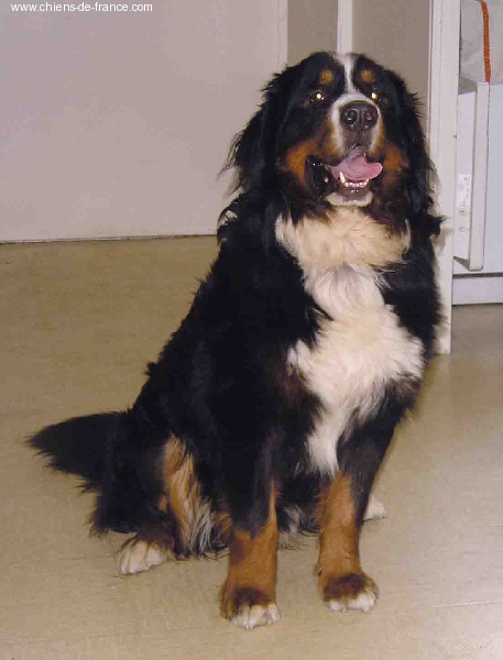 Varagorn de penro Du sanctuaire des loups