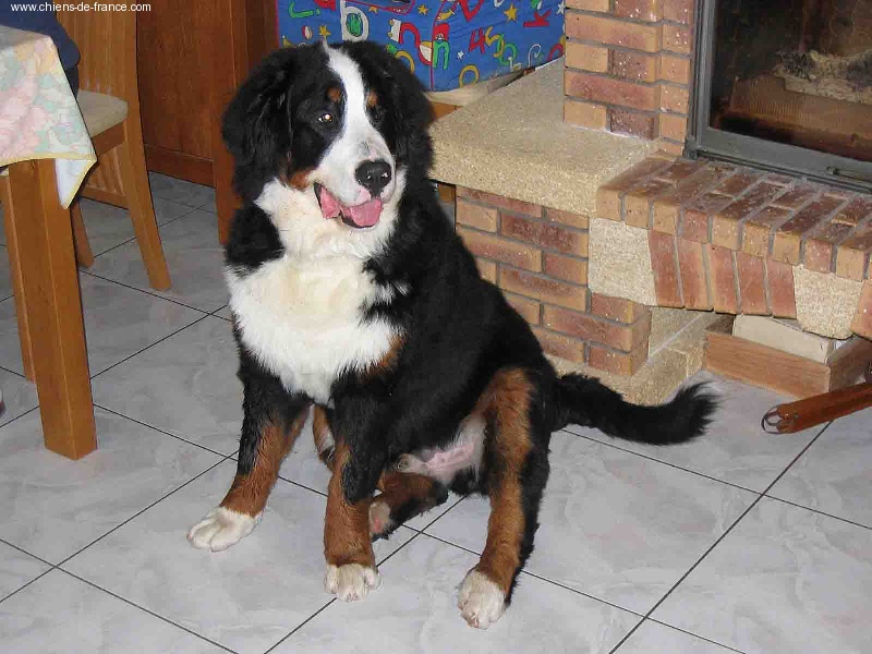Athos Du sanctuaire des loups