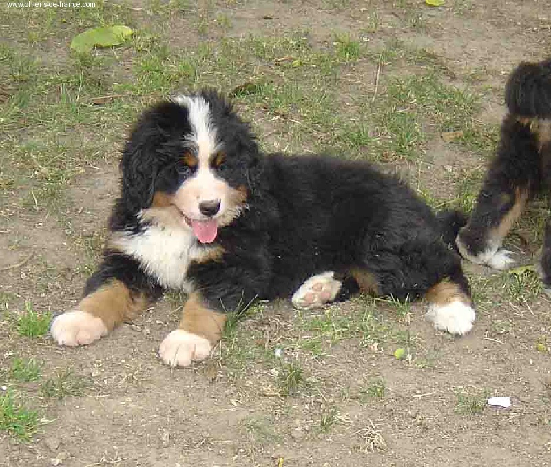 Arwen Du sanctuaire des loups