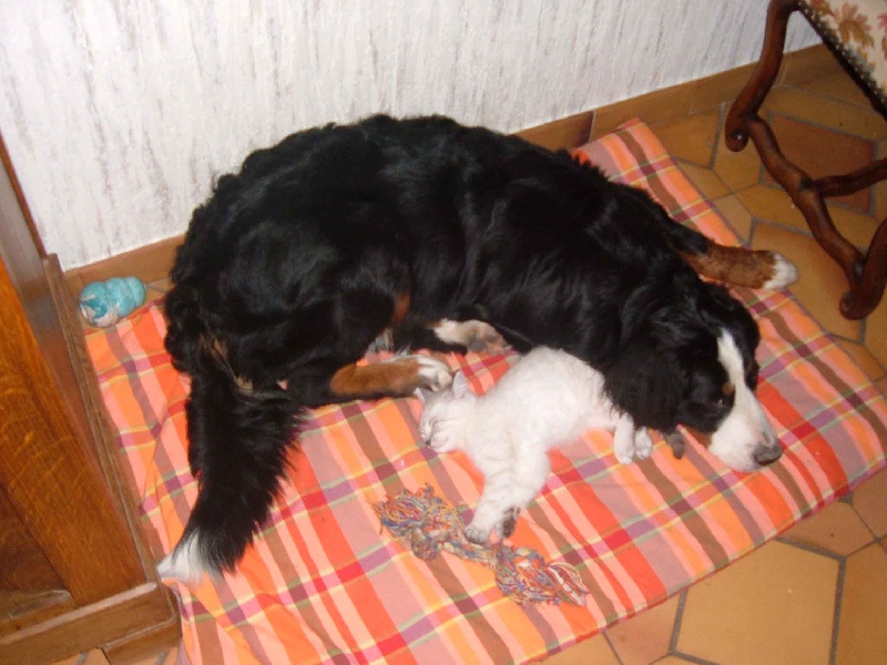 Artika Du sanctuaire des loups