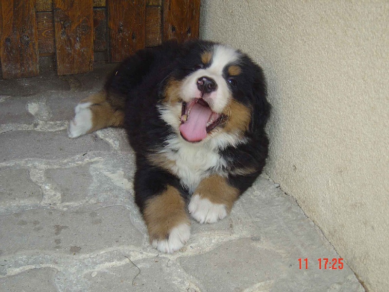 Baxter Du sanctuaire des loups
