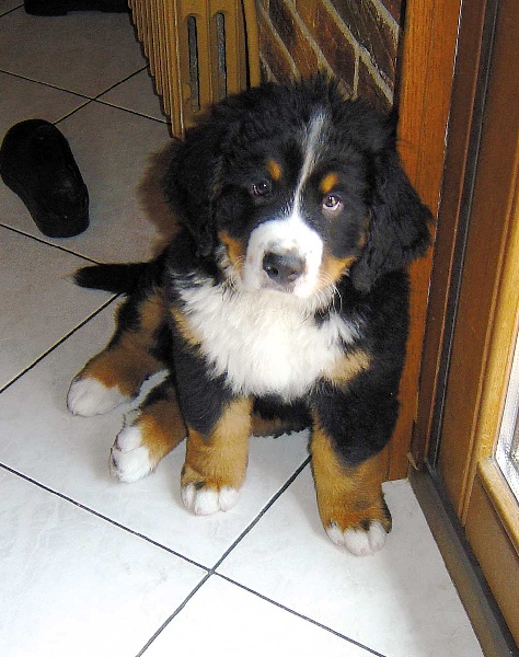 C'baloo Du sanctuaire des loups