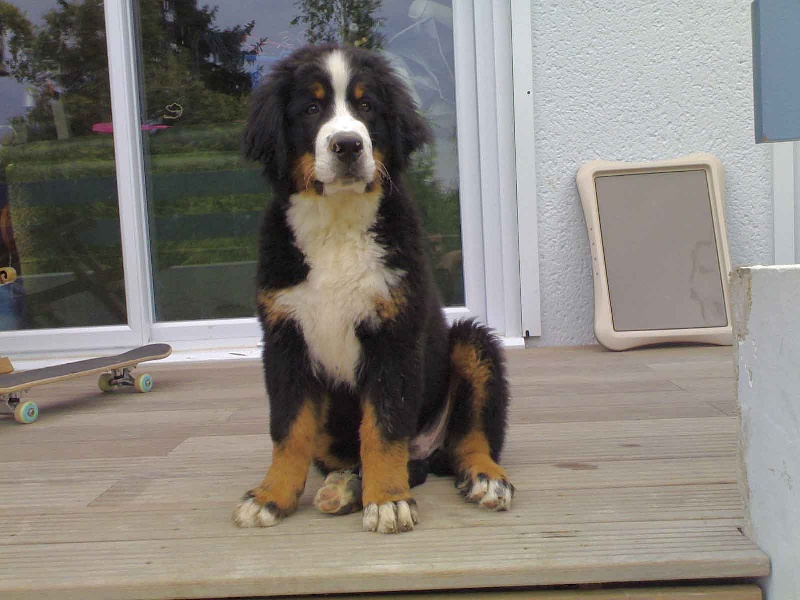 C'bugsy Du sanctuaire des loups