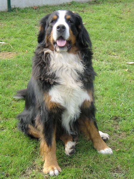 Chrystal Du sanctuaire des loups