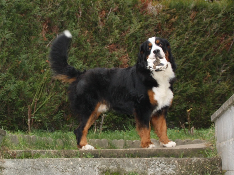 Jecko Du sanctuaire des loups