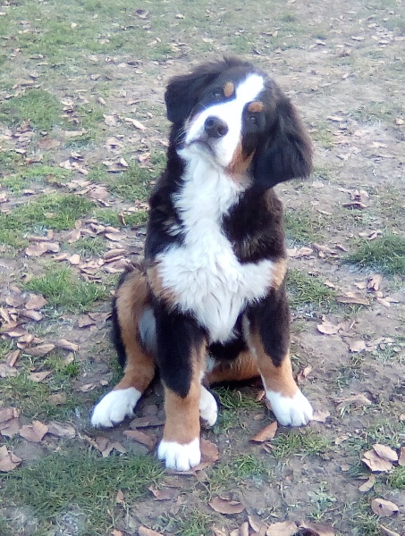 Liloo Du sanctuaire des loups